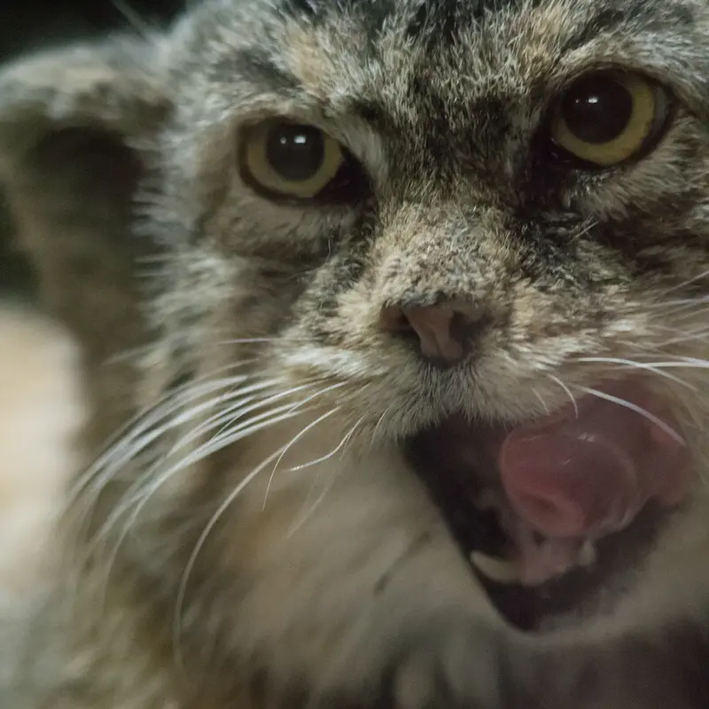 Фотография Примулы в Зоопарке Уено