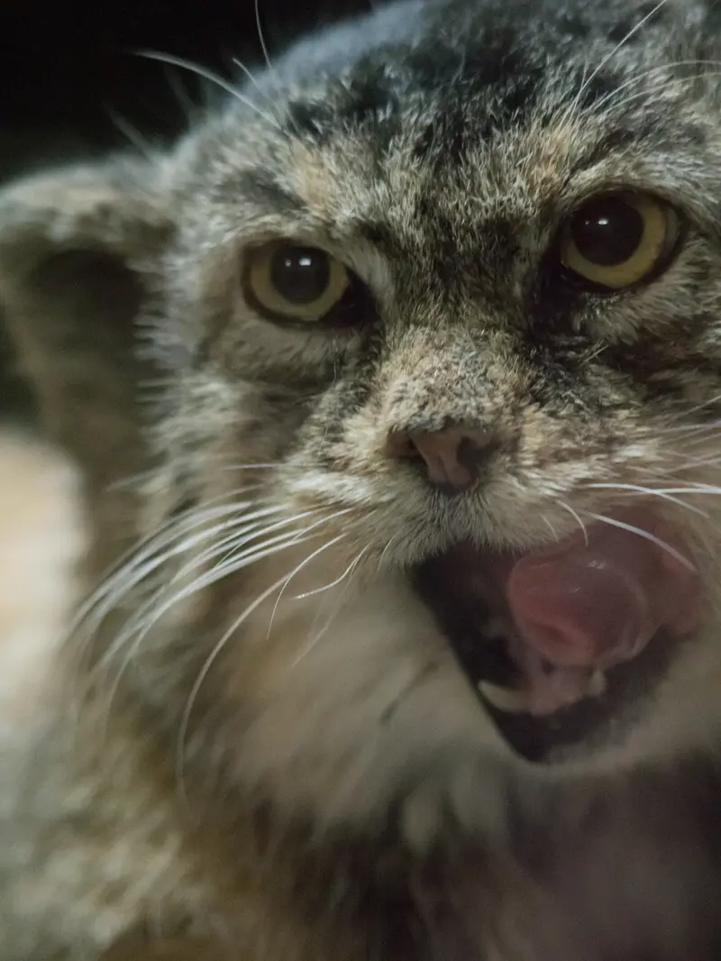 Фотография Примулы в Зоопарке Уено