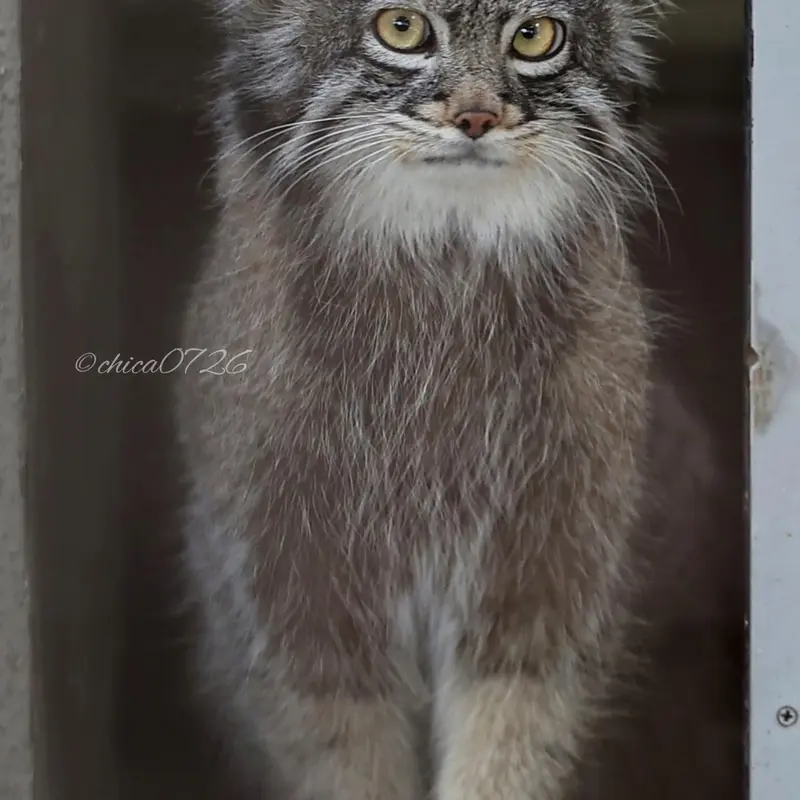 Фотография Фиги в Зоопарке Ногеяме