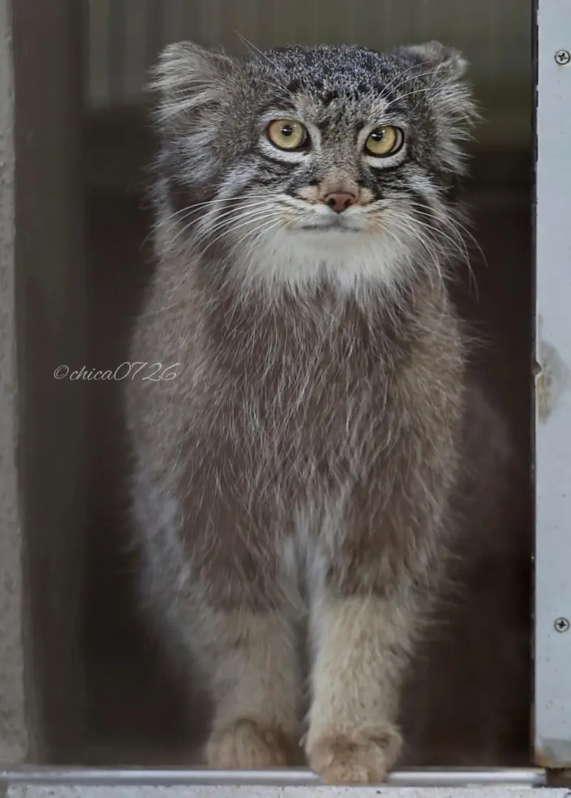 Фотография Фиги в Зоопарке Ногеяме