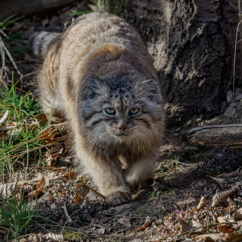 Фотография Ргаши в Йиглавском Зоопарке