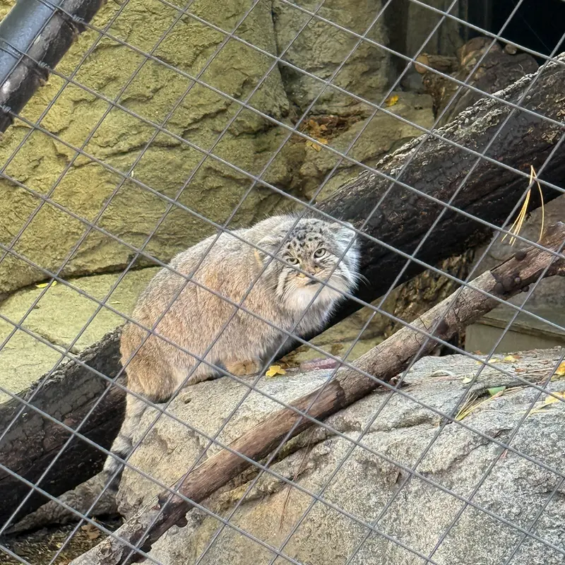 Фотография Мушу в Зоопарке Цинциннати