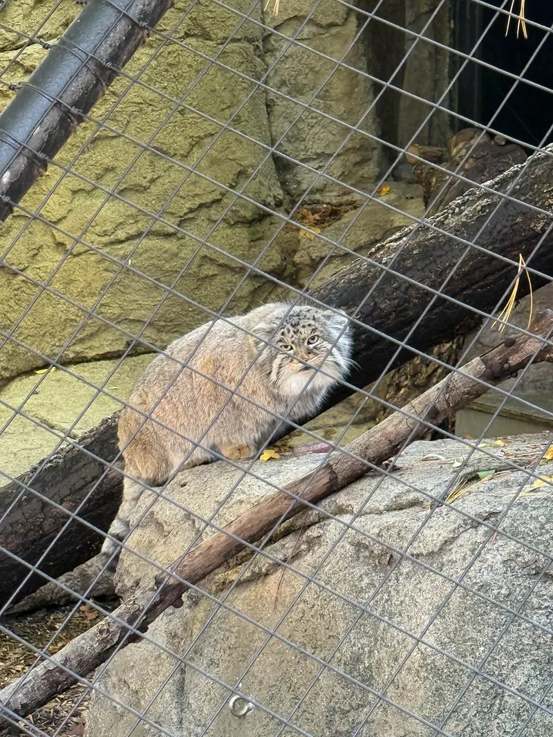 Фотография Мушу в Зоопарке Цинциннати