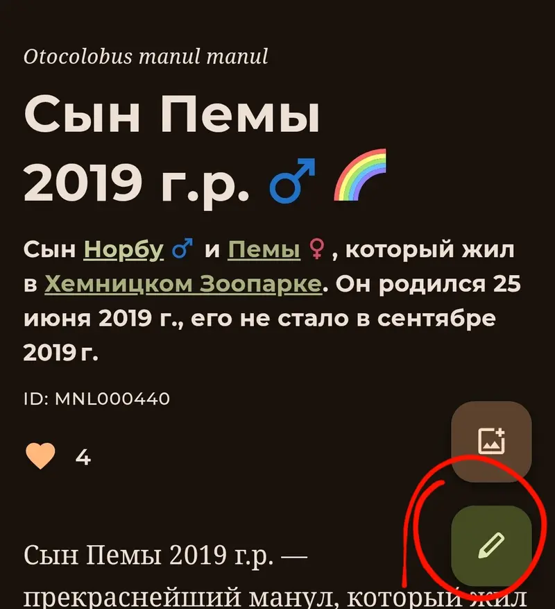 Фотография с манулом
