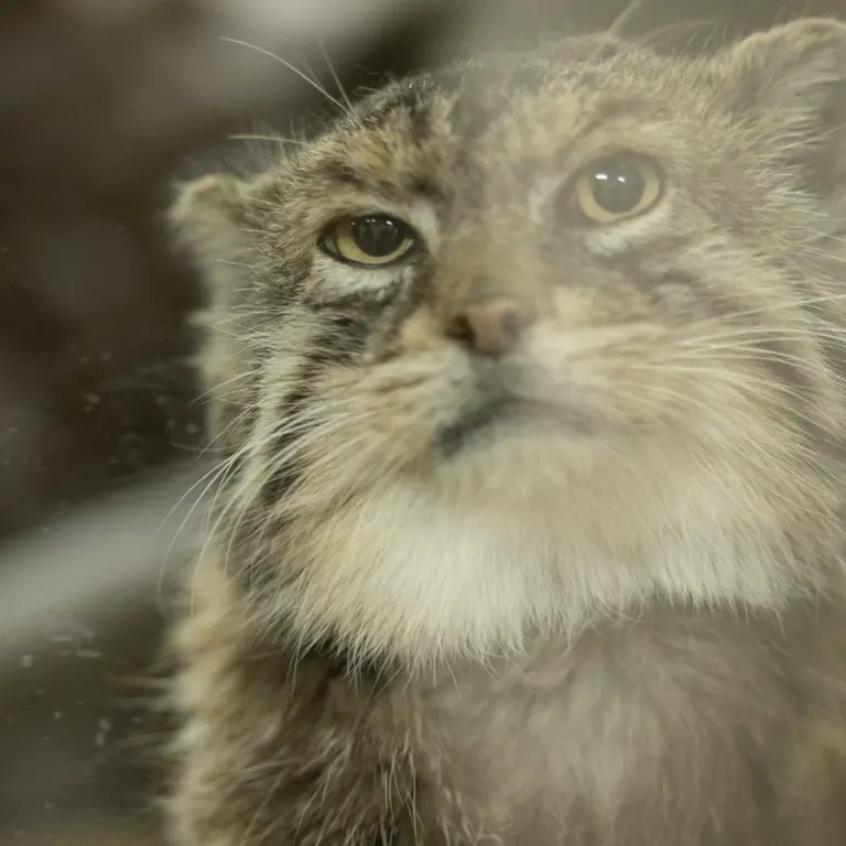 Фотография Примулы в Зоопарке Уено