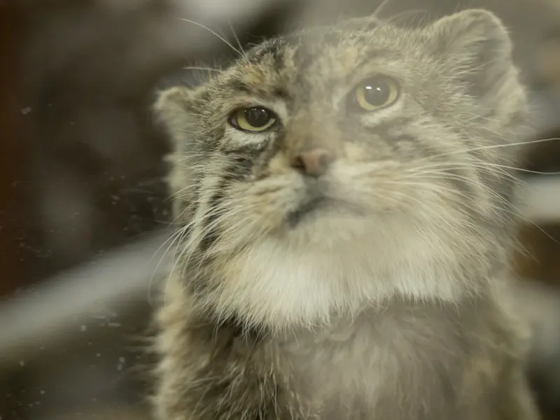 Фотография Примулы в Зоопарке Уено