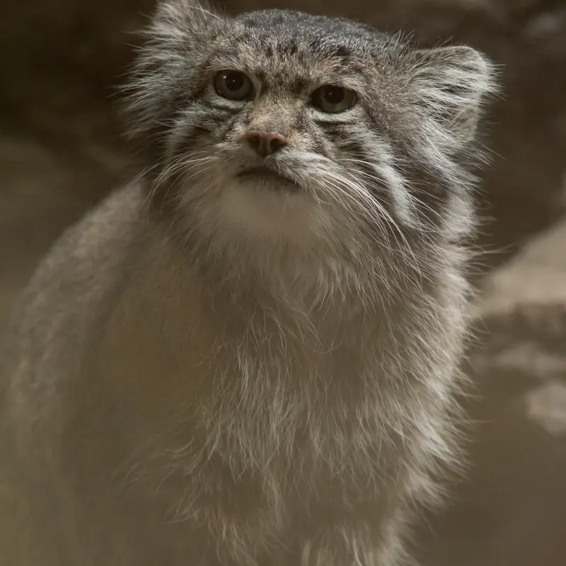 Фотография Клёна в Зоопарке Уено