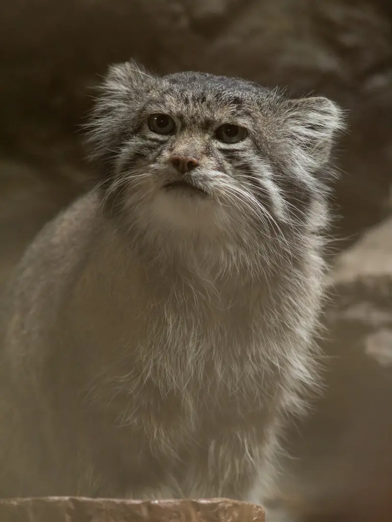 Фотография Клёна в Зоопарке Уено