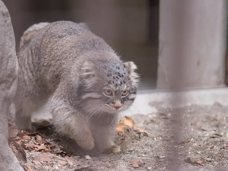 Фотография Фиги в Зоопарке Ногеяме