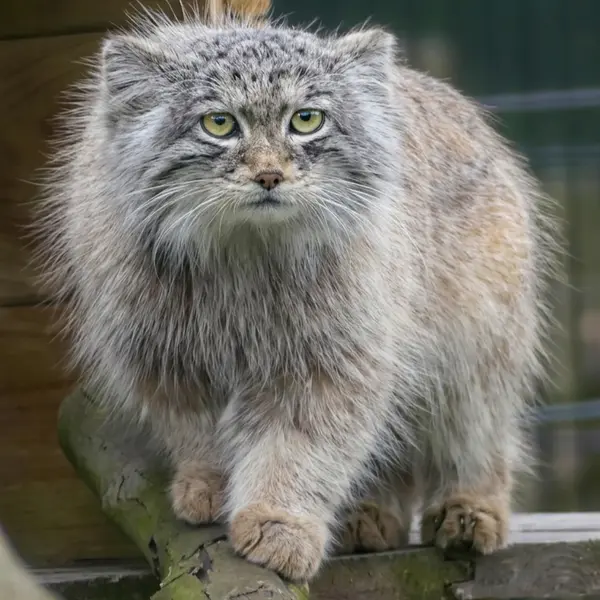 Фотография Саран в Био-Топия Дюнкерке