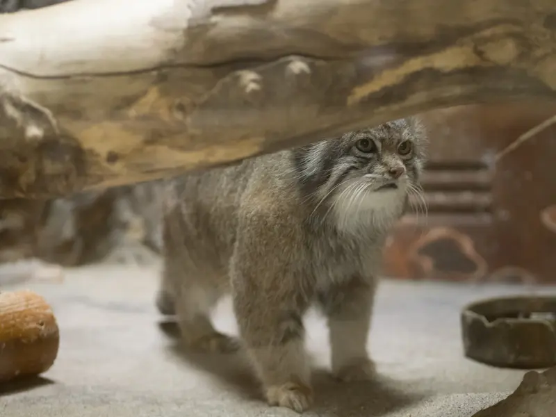 Фотография Клёна в Зоопарке Уено