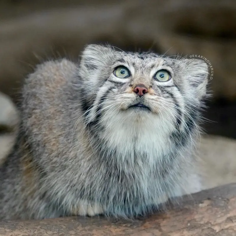 Фотография Аз в Царстве Животных Кобе