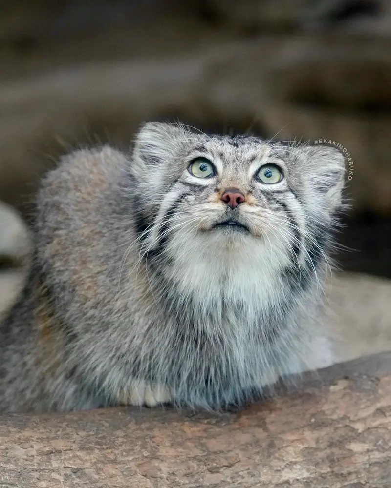 Фотография Аз в Царстве Животных Кобе