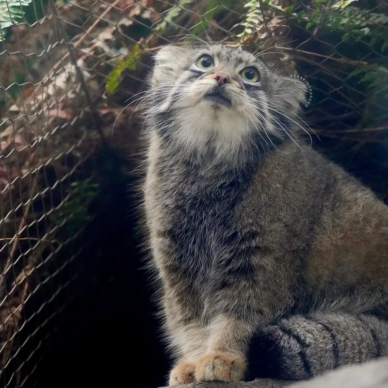 Фотография Ото в Царстве Животных Кобе