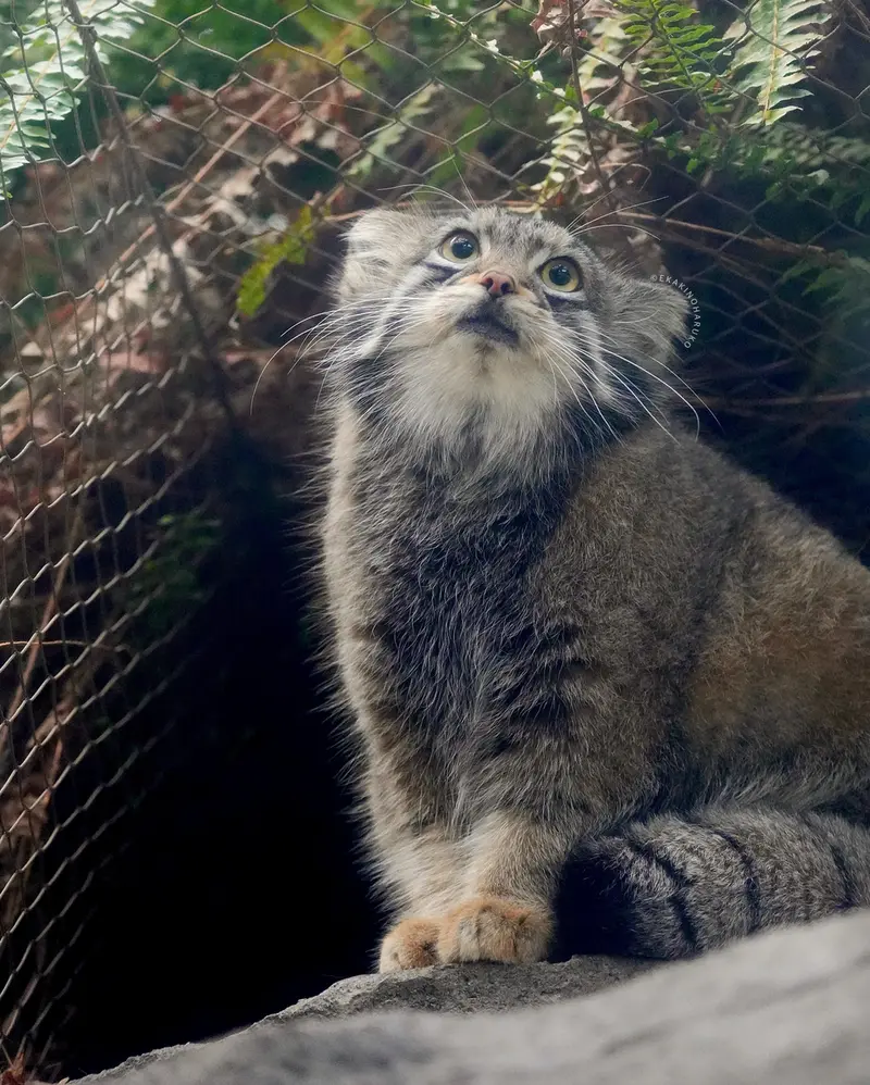 Фотография Ото в Царстве Животных Кобе