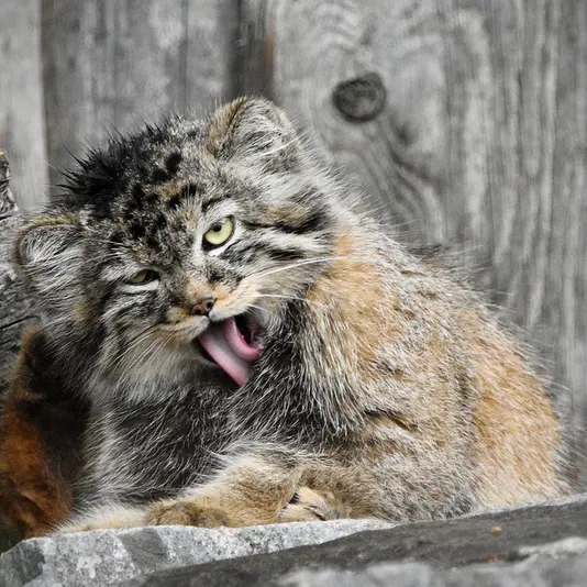Фотография Мануэлы в Берлинском Зоопарке