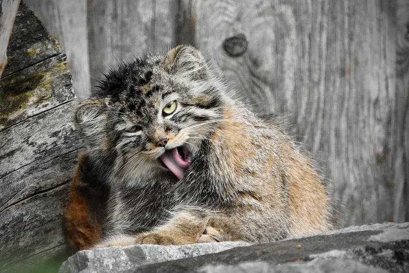 Фотография Мануэлы в Берлинском Зоопарке