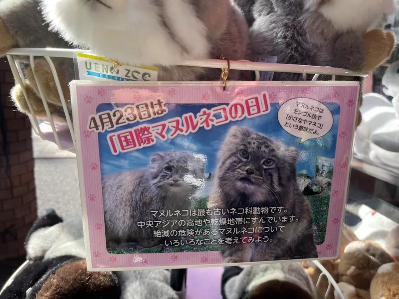 Фотография с манулом в Зоопарке Уено