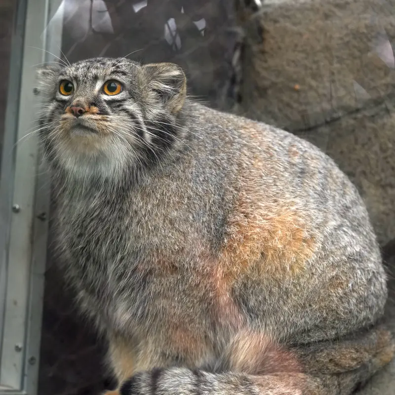 Фотография Мей в Царстве Животных Кобе