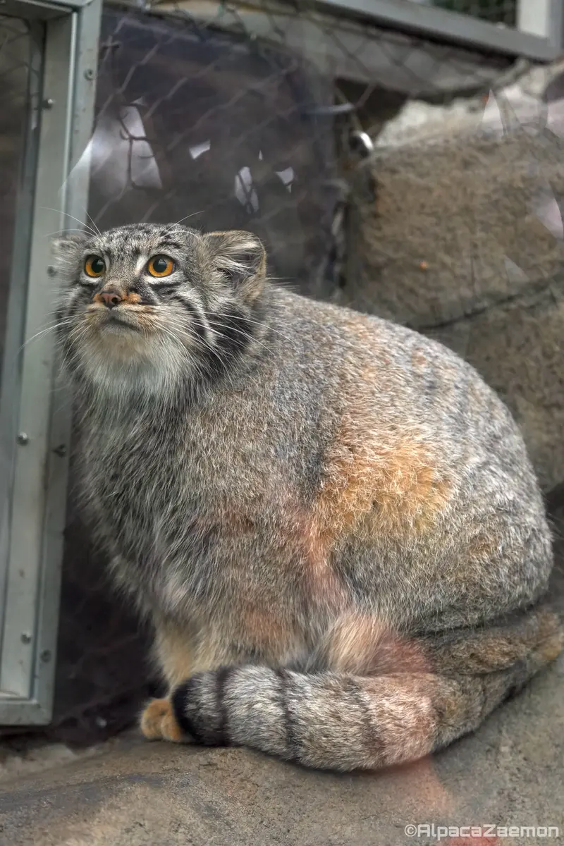 Фотография Мей в Царстве Животных Кобе