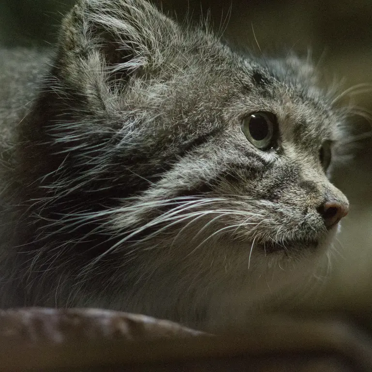 Фотография Клёна в Зоопарке Уено