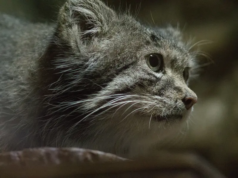 Фотография Клёна в Зоопарке Уено