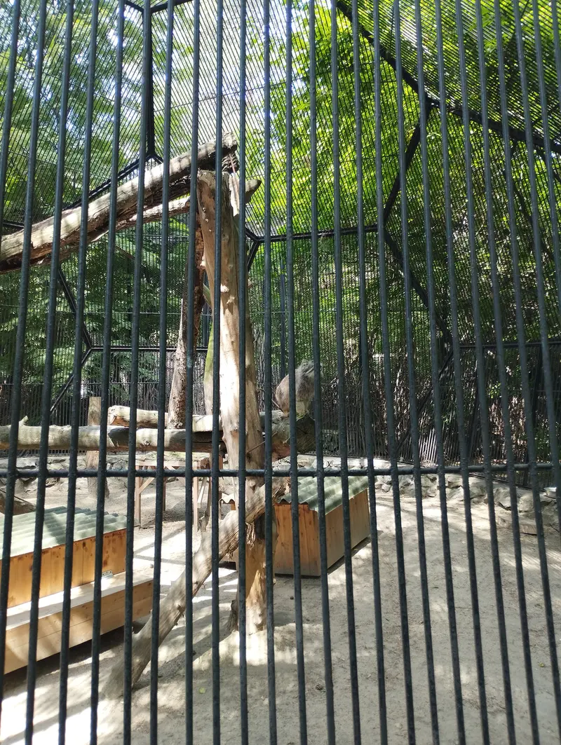 Фотография с манулом в Новосибирском Зоопарке