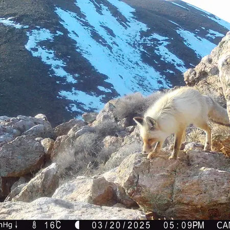 Фотография Рыжаи Лисица с фотоловушки Жунды 2 [новинка]