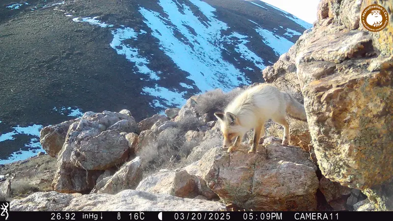 Фотография Рыжаи Лисица с фотоловушки Жунды 2 [новинка]