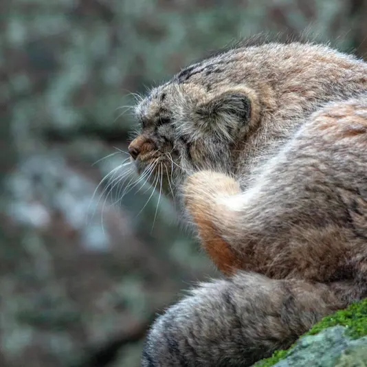 Фотография Томаса О’Мэлли в Норденс Арк