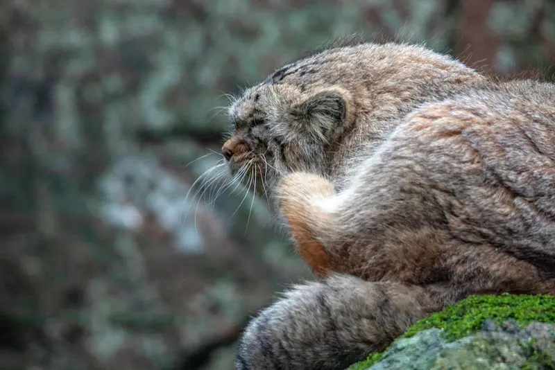 Фотография Томаса О’Мэлли в Норденс Арк