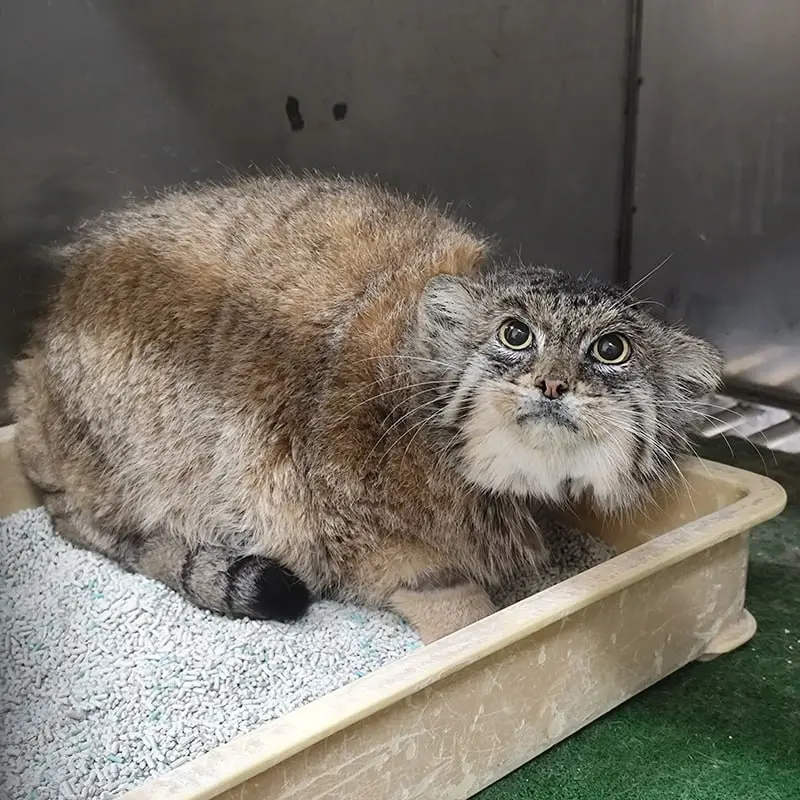 Фотография Примулы в Зоопарке Уено