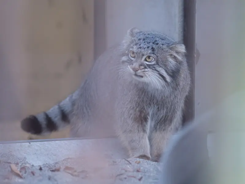 Фотография Фиги в Зоопарке Ногеяме