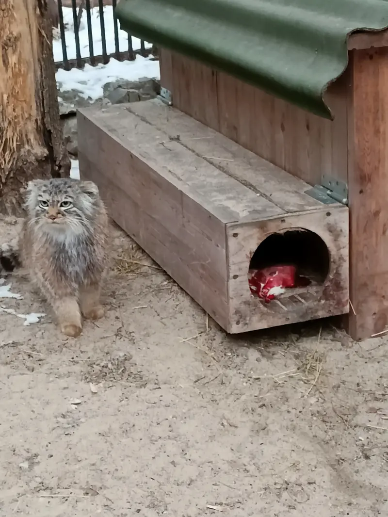 Фотография Габи в Новосибирском Зоопарке
