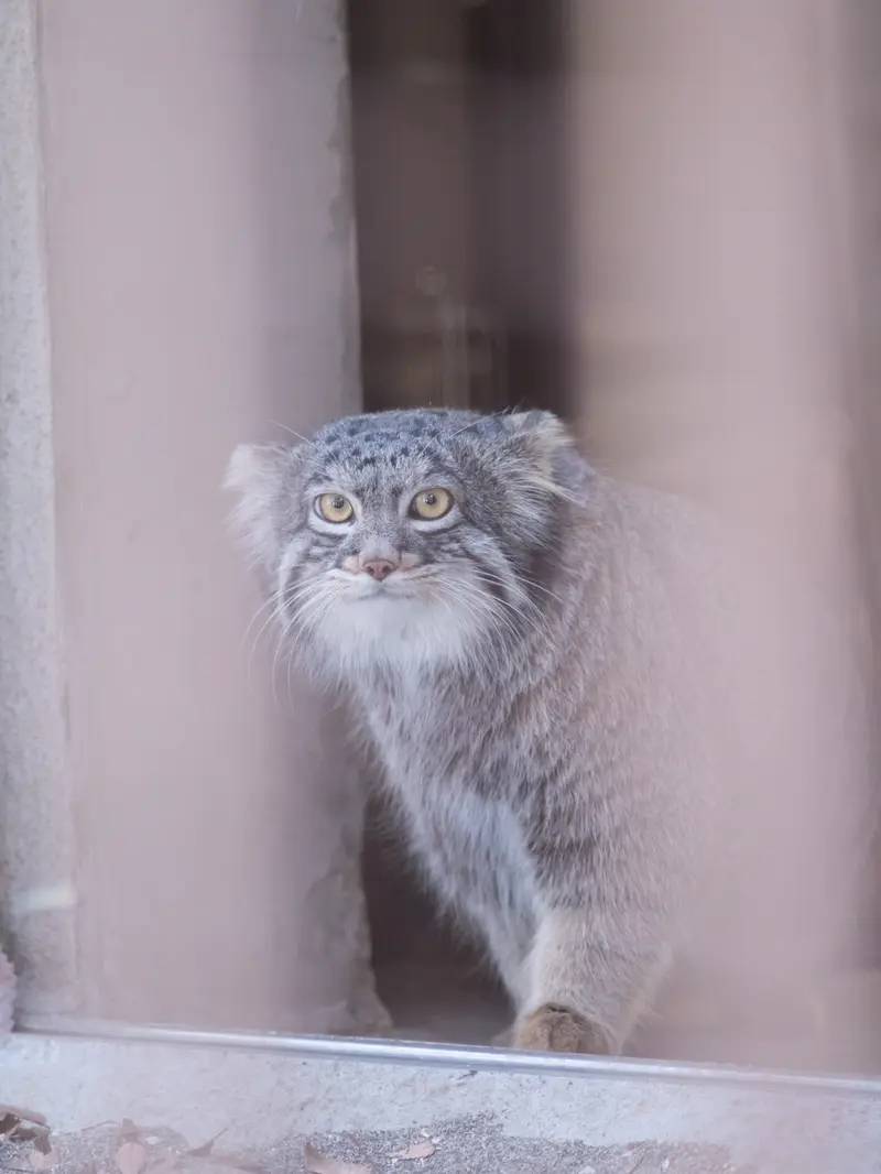 Фотография Фиги в Зоопарке Ногеяме