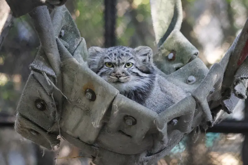 Фотография с манулом в Новосибирском Зоопарке