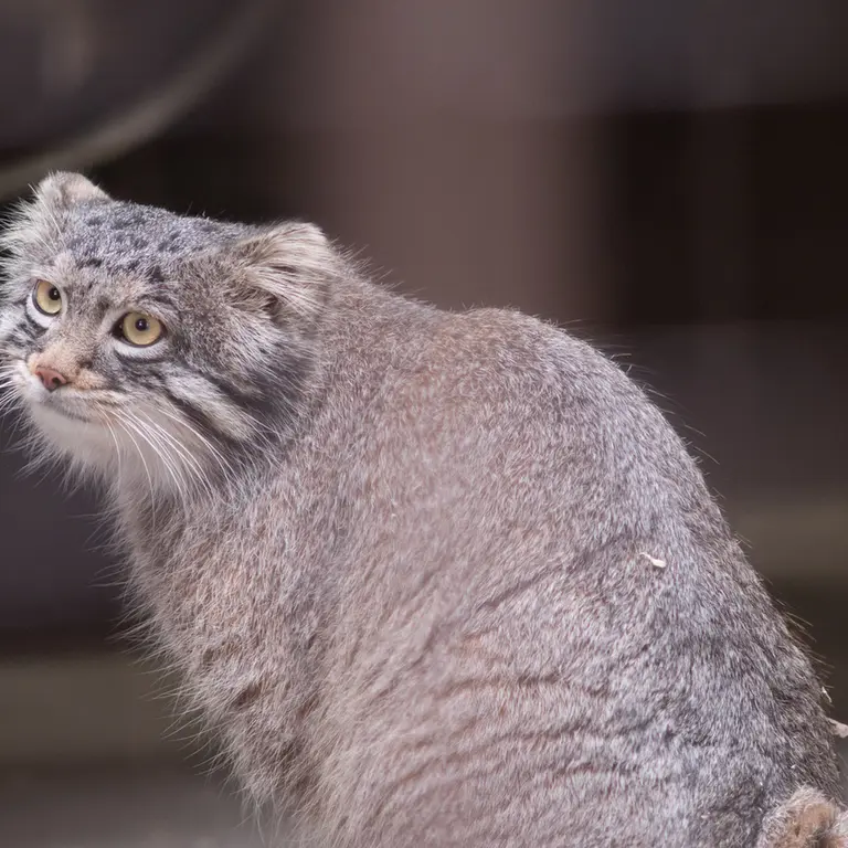 Фотография Фиги в Зоопарке Ногеяме