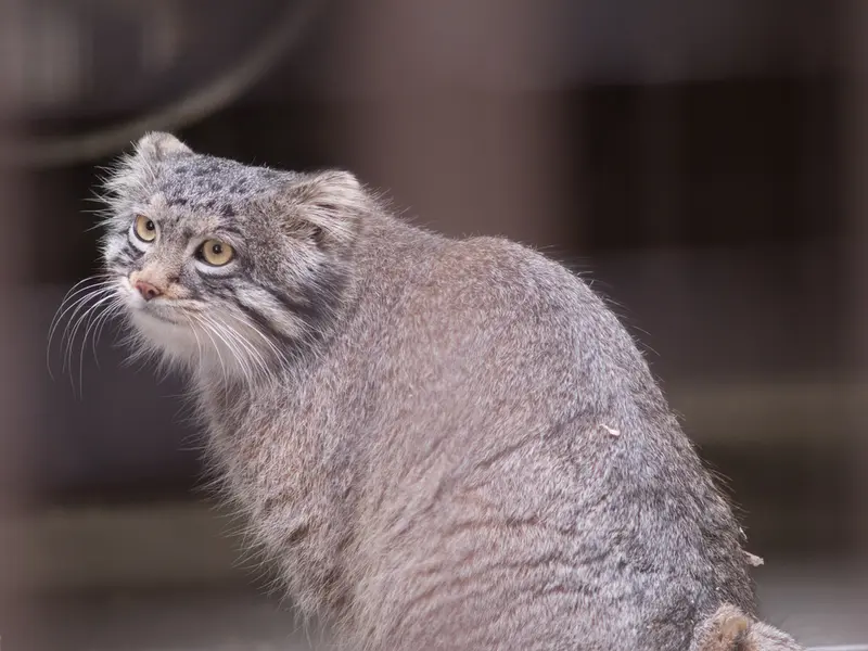 Фотография Фиги в Зоопарке Ногеяме