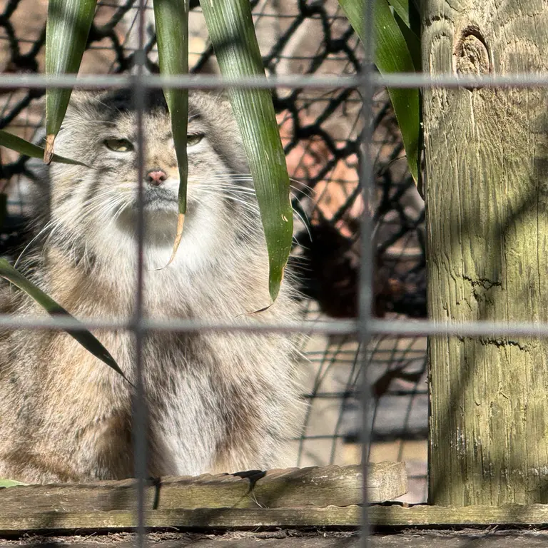 Фотография Себы в Смитсоновском Национальном Зоопарке