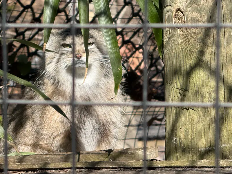 Фотография Себы в Смитсоновском Национальном Зоопарке