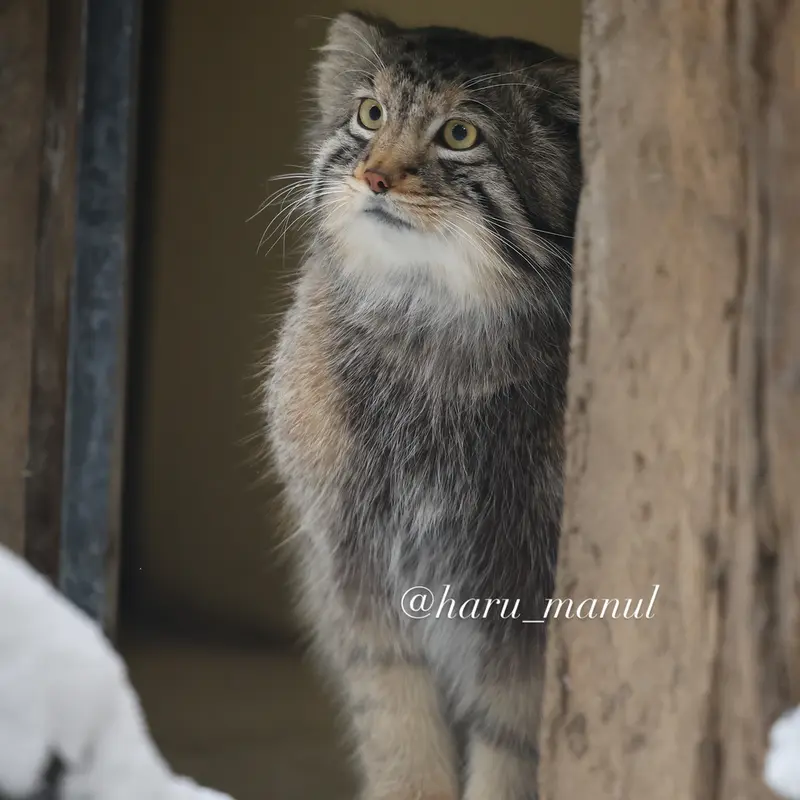 Фотография Нагому в Царстве Животных Насу