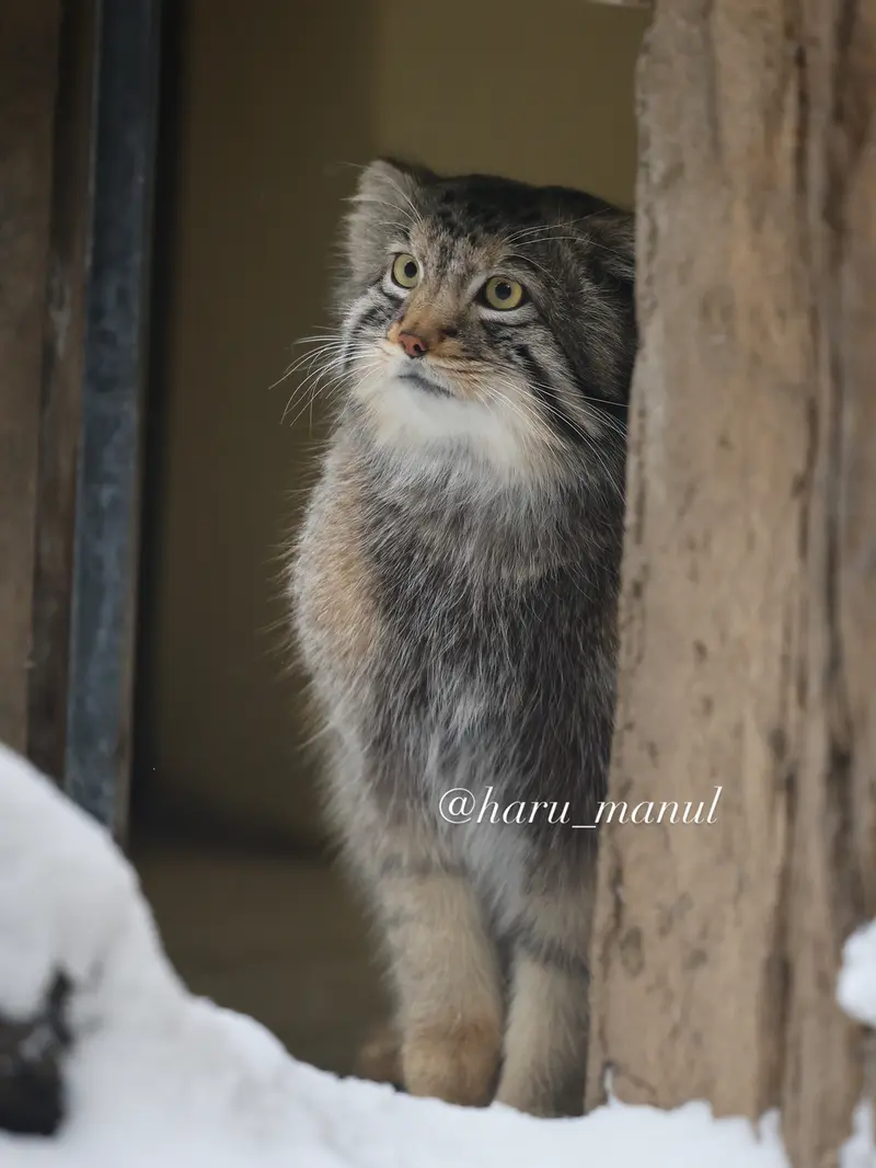 Фотография Нагому в Царстве Животных Насу