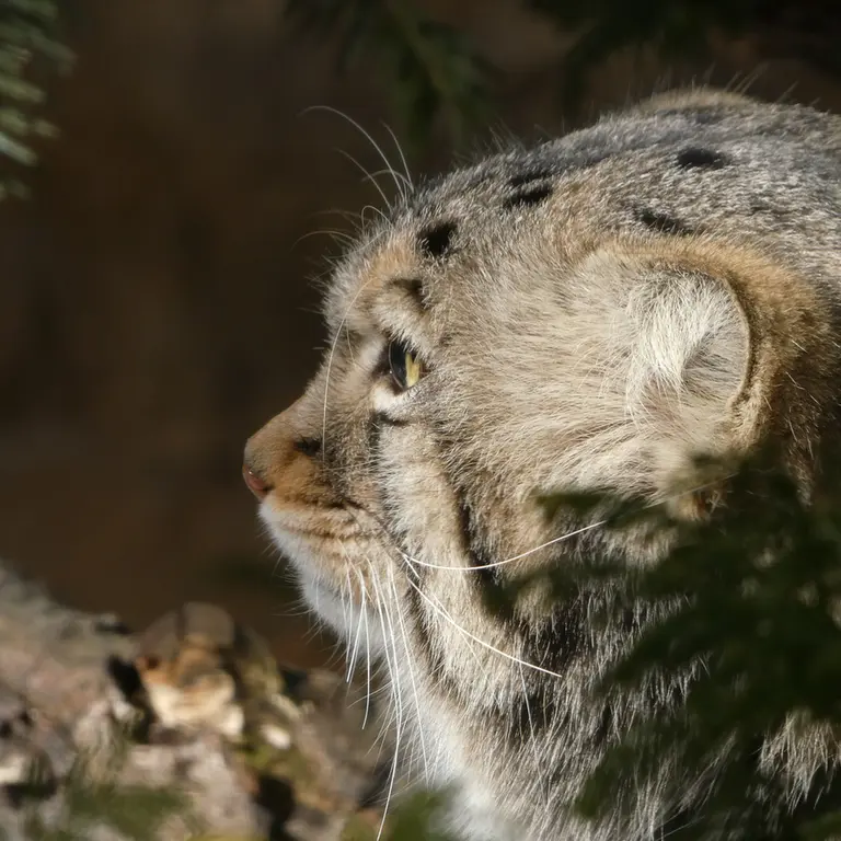 Фотография Нагому в Царстве Животных Насу