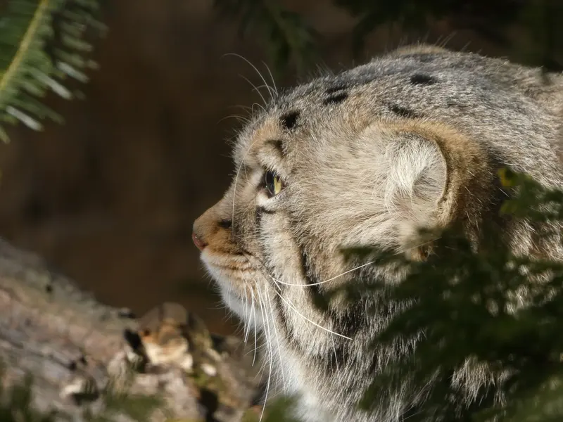Фотография Нагому в Царстве Животных Насу