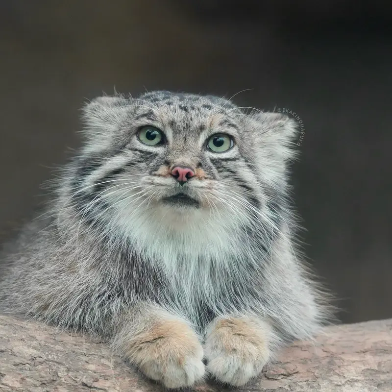 Фотография Аз в Царстве Животных Кобе