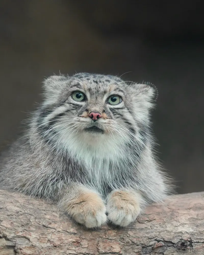 Фотография Аз в Царстве Животных Кобе