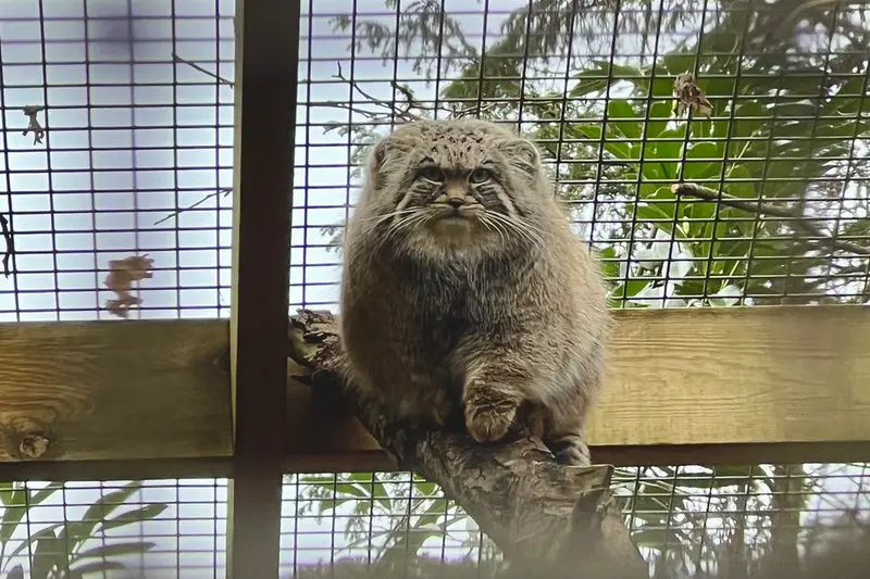 Фотография Саяна в Парке дикой природы Котсуолд