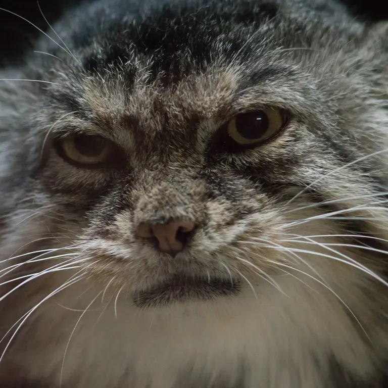 Фотография Примулы в Зоопарке Уено