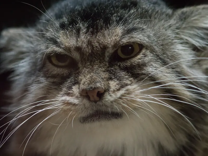 Фотография Примулы в Зоопарке Уено