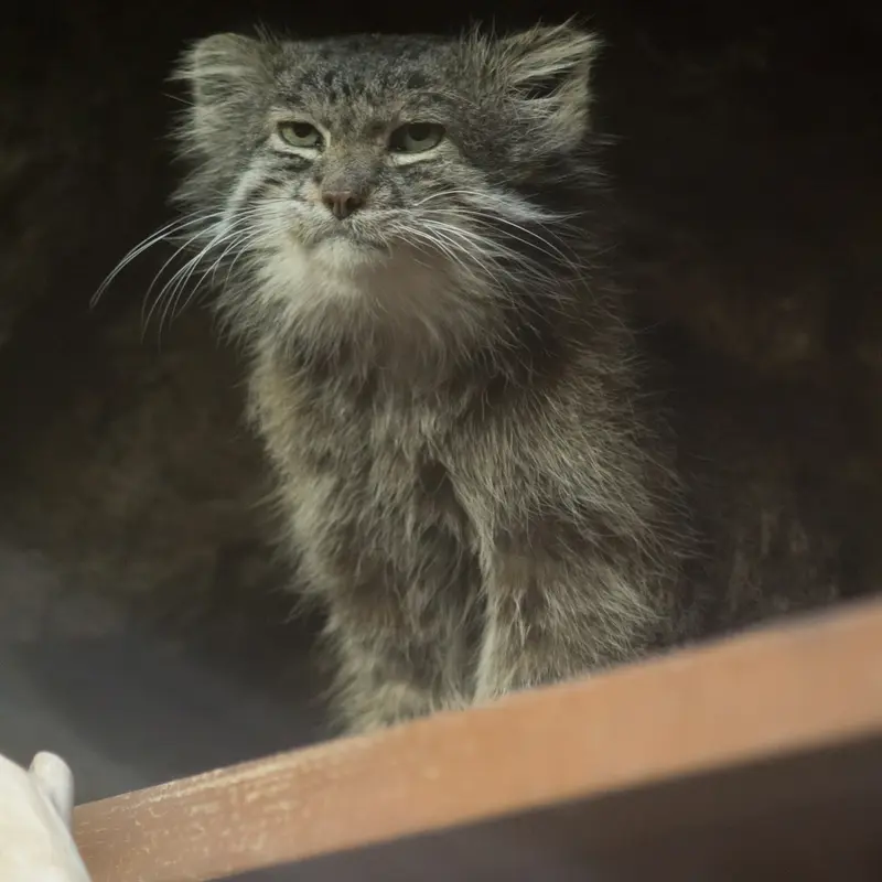 Фотография Клёна в Зоопарке Уено